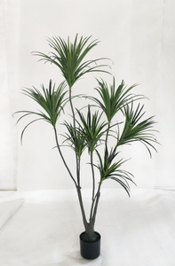 M 155cm Dracaena