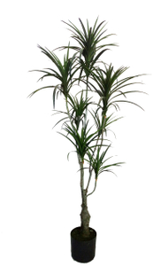 160cm Dracaena