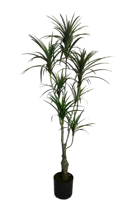 160cm Dracaena