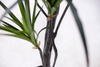 130cm Dracaena