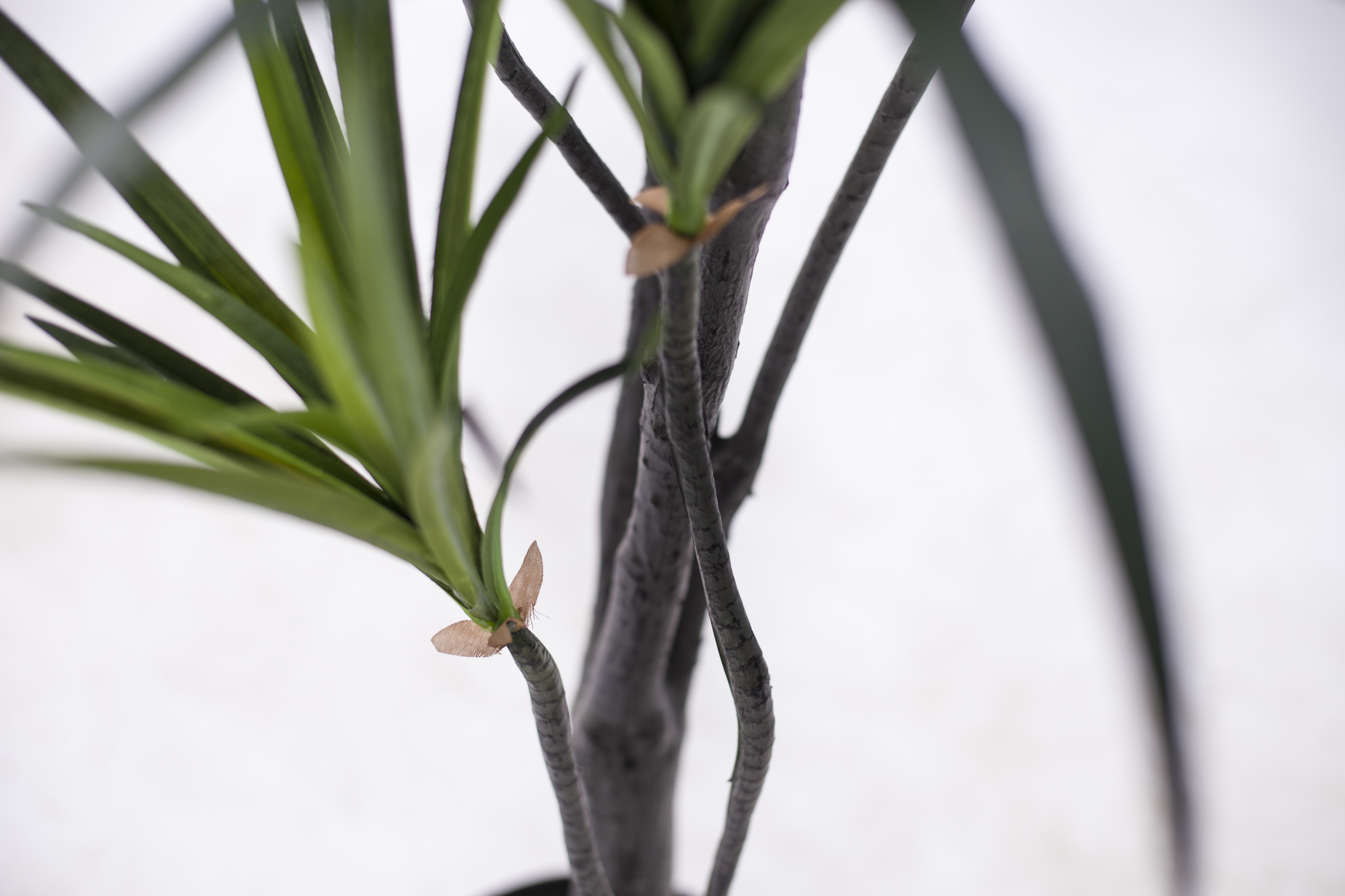 130cm Dracaena