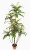 230cm Ailanthus Altissima