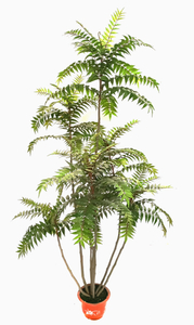 230cm Ailanthus Altissima