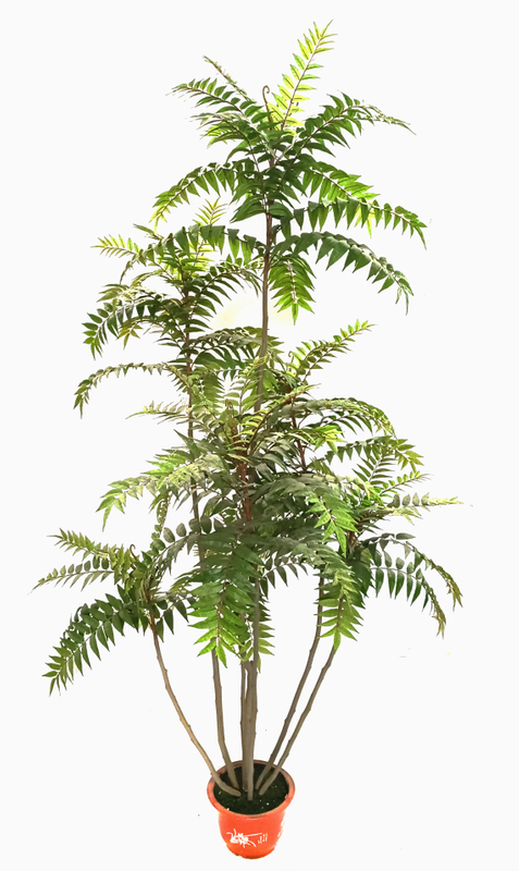 230cm Ailanthus Altissima
