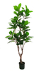 150cm Magnolia Tree
