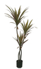 130cm Wide Dracaena