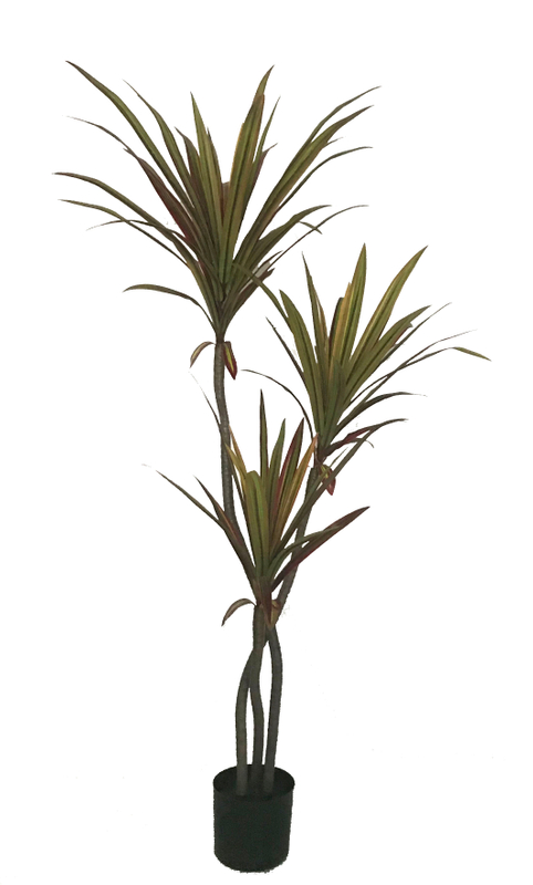 130cm Wide Dracaena