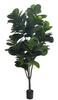 240cm Fiddle Tree