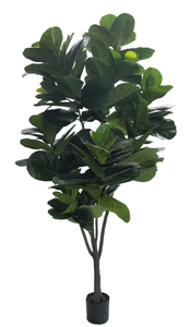 240cm Fiddle Tree