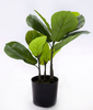 45cm Fiddle Tree