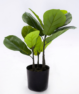 45cm Fiddle Tree