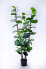150cm Plant