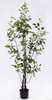 150cm Ficus