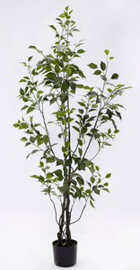 150cm Ficus
