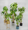 200cm Aralia Fabian