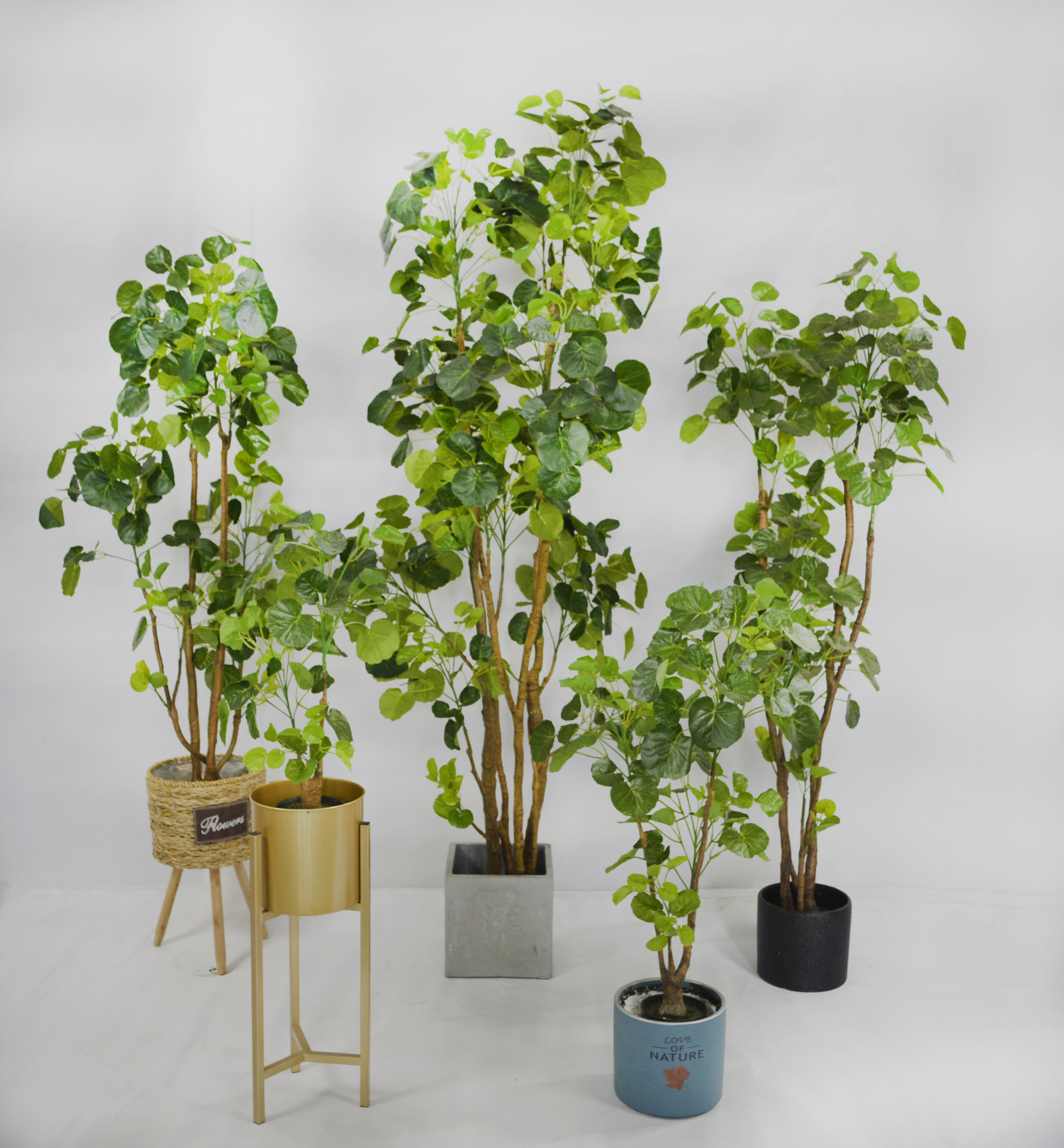 200cm Aralia Fabian
