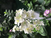 80cm Spring Blossom with flowers