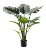 110cm Monstera Plant