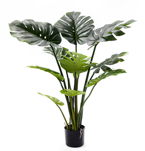 110cm Monstera Plant