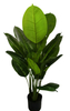 90cm Scindapsus