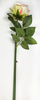 Single New Horn Rose