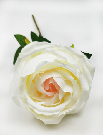Single Roll Rose
