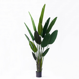 210cm Giant Bird of Paradise