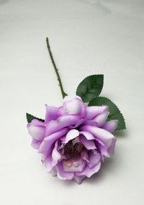 Single branch Chinese rose