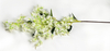 Bougainvillea