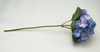 Small single hydrangea