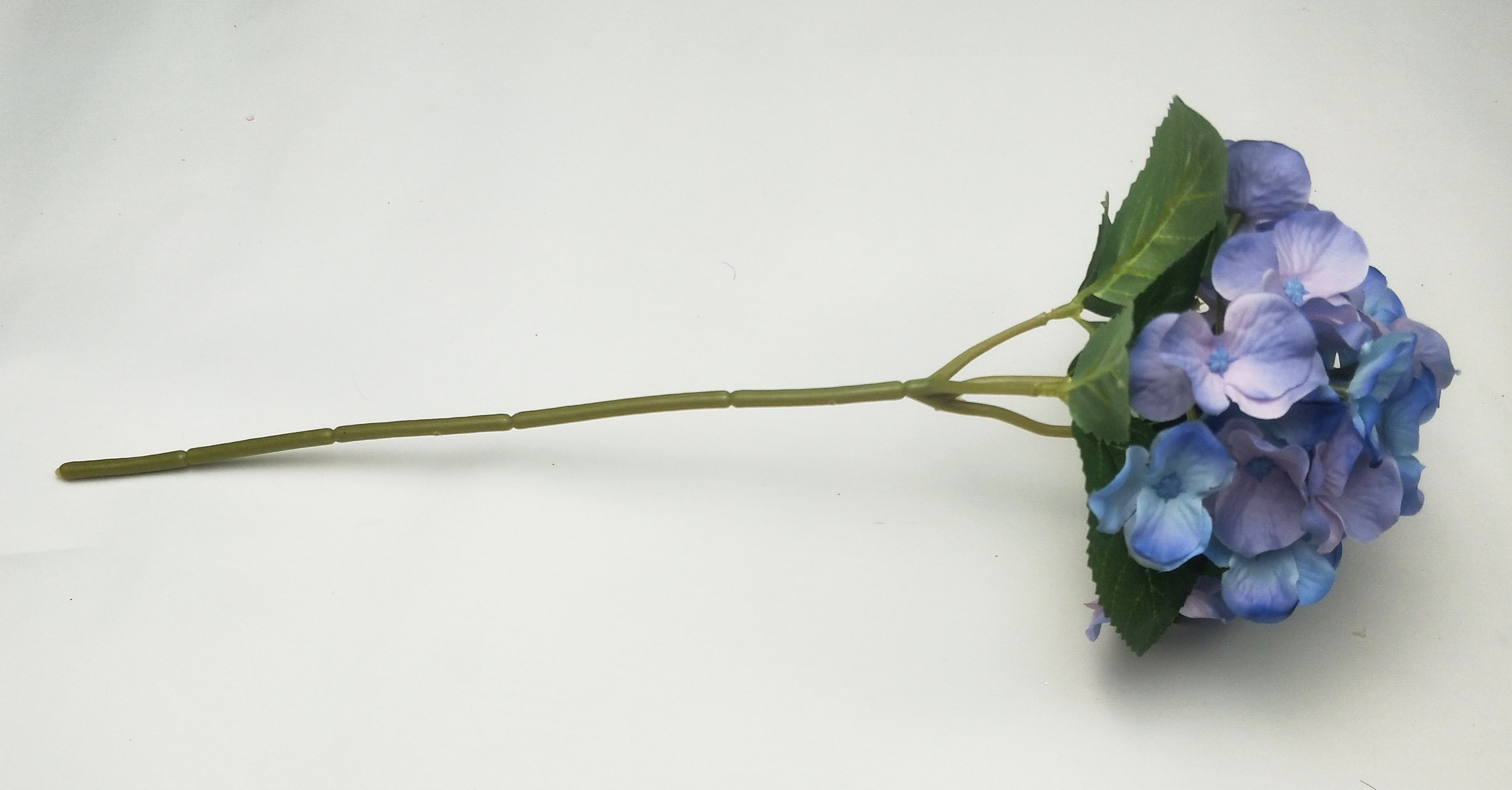 Small single hydrangea
