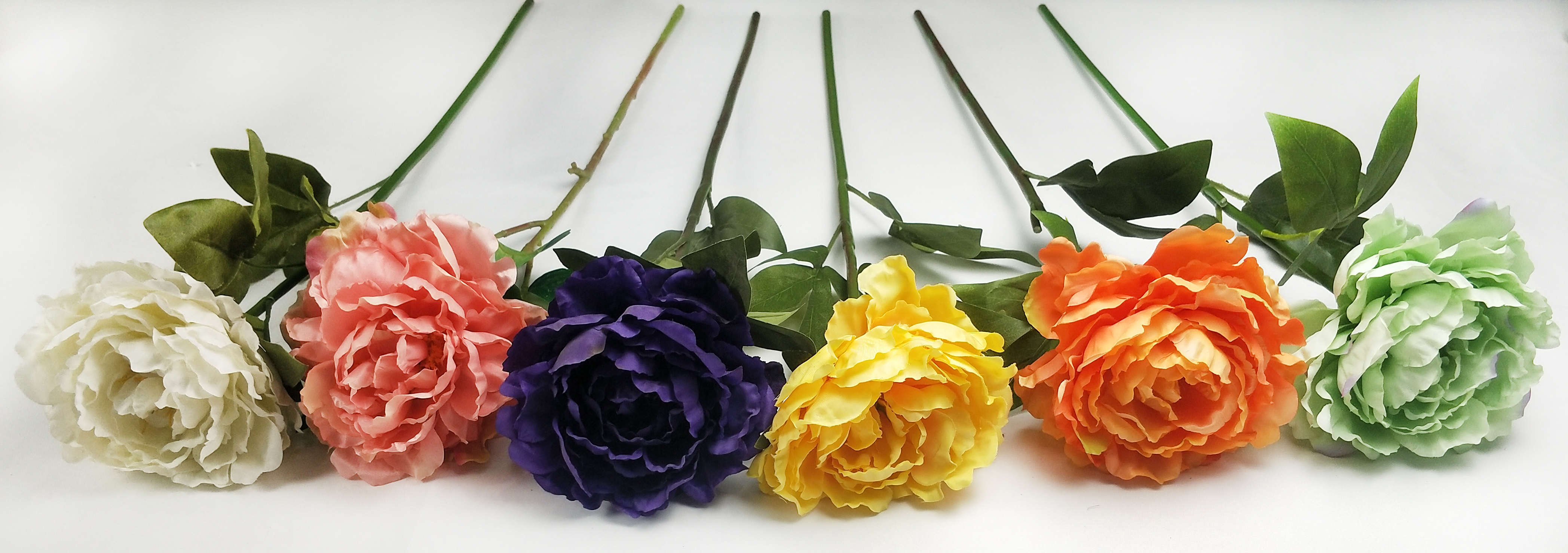 Single peony