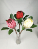 New Protea