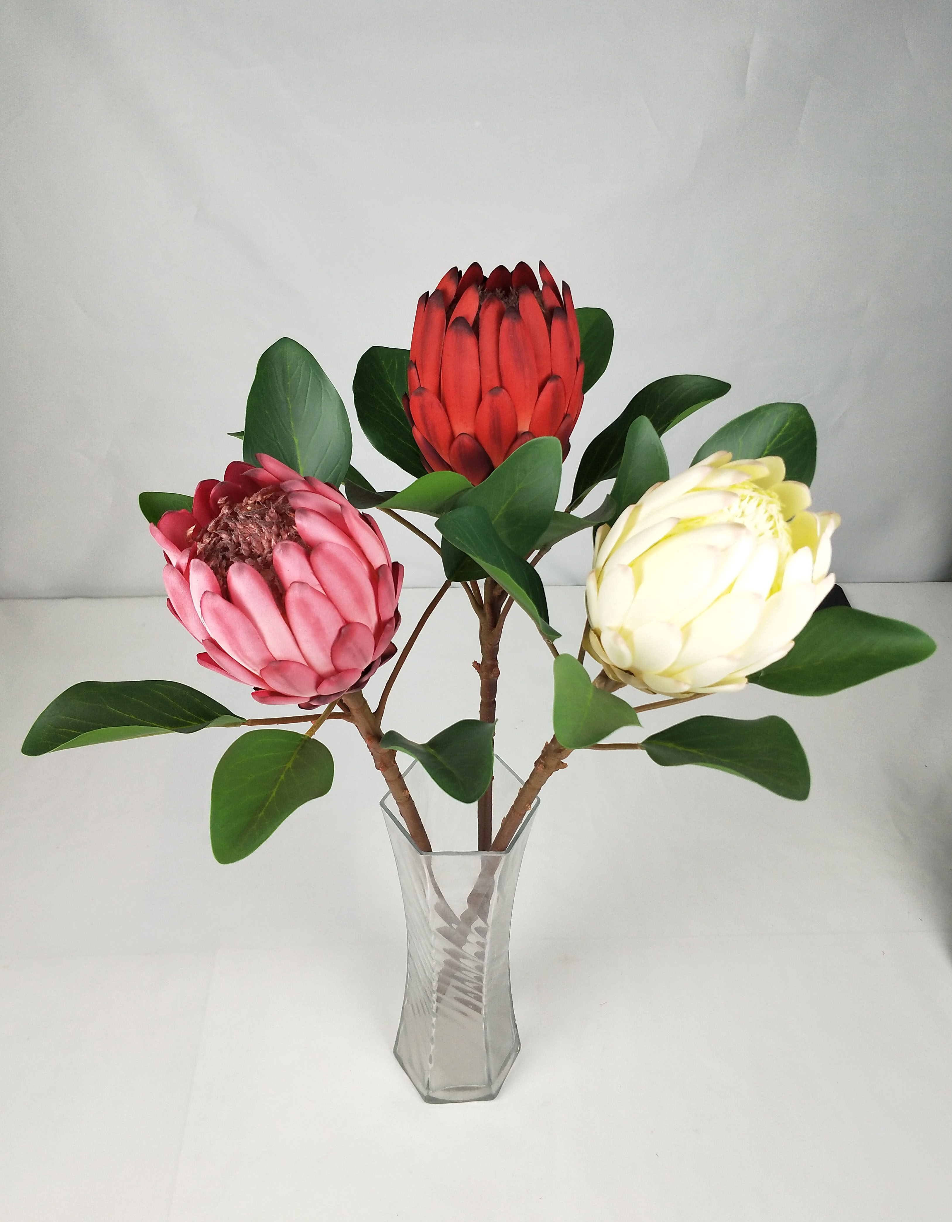 New Protea