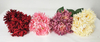 Chrysanthemum the beam-7T