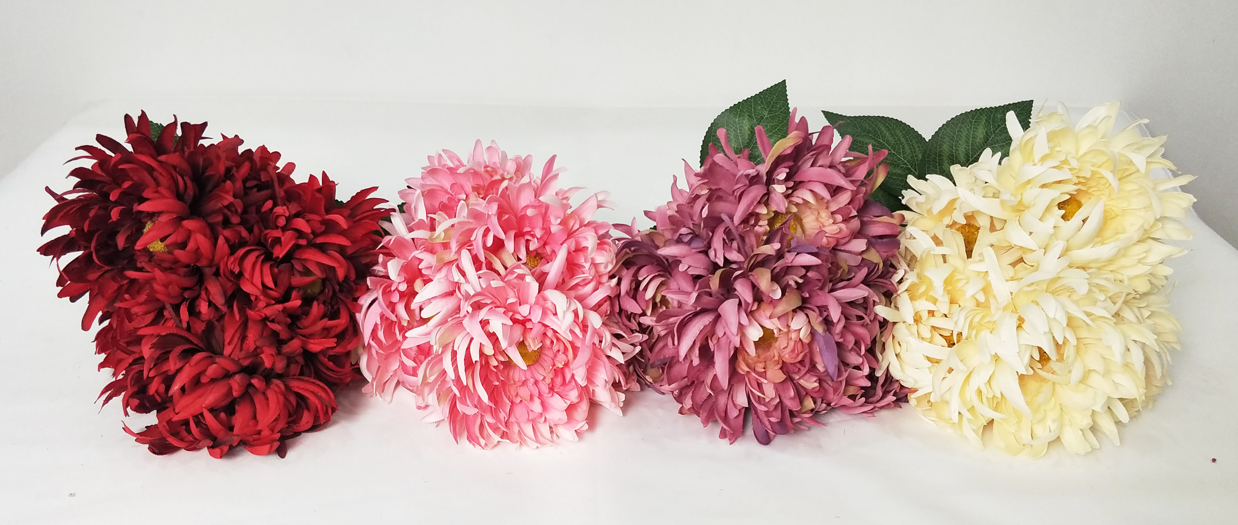 Chrysanthemum the beam-7T