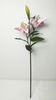 Lily