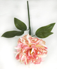 Small single chrysanthemum peony