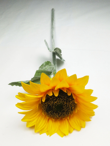 The sun chrysanthemum