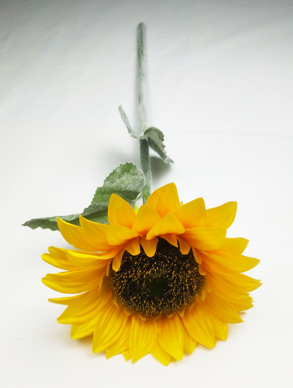 The sun chrysanthemum