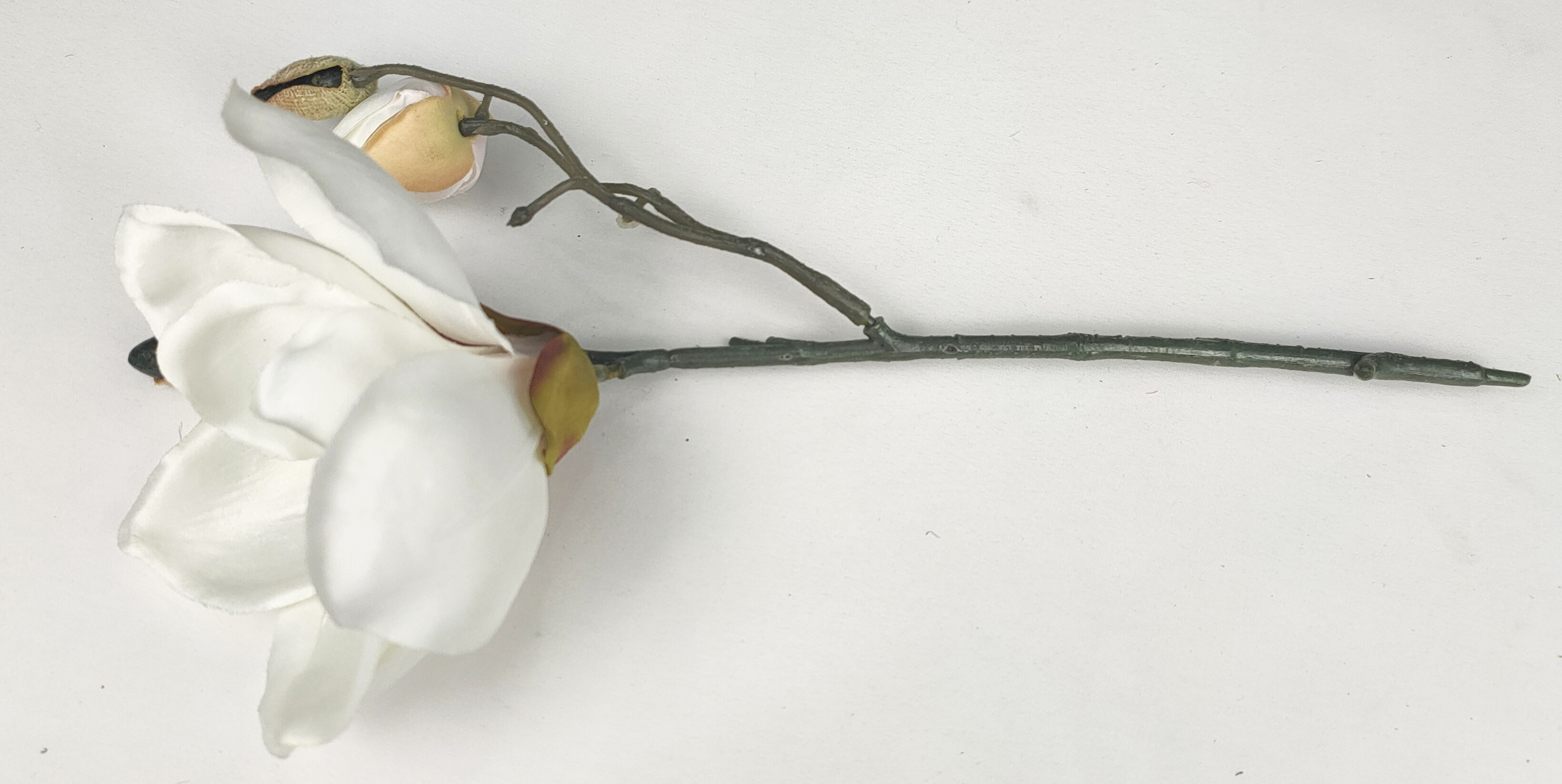 Spiglets of magnolia