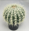 33cm Ball Cactus