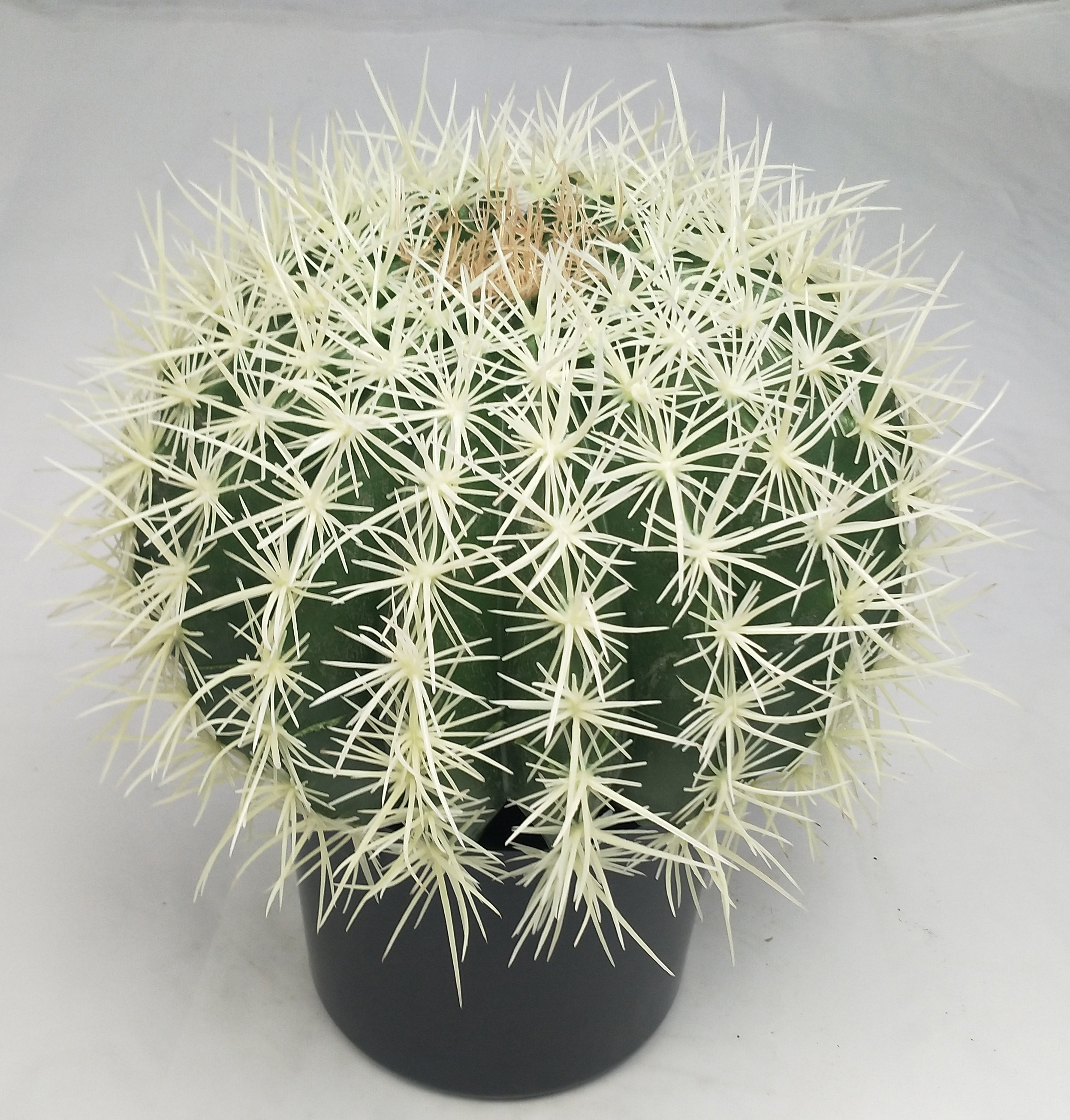 33cm Ball Cactus