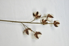 6T-Cotton