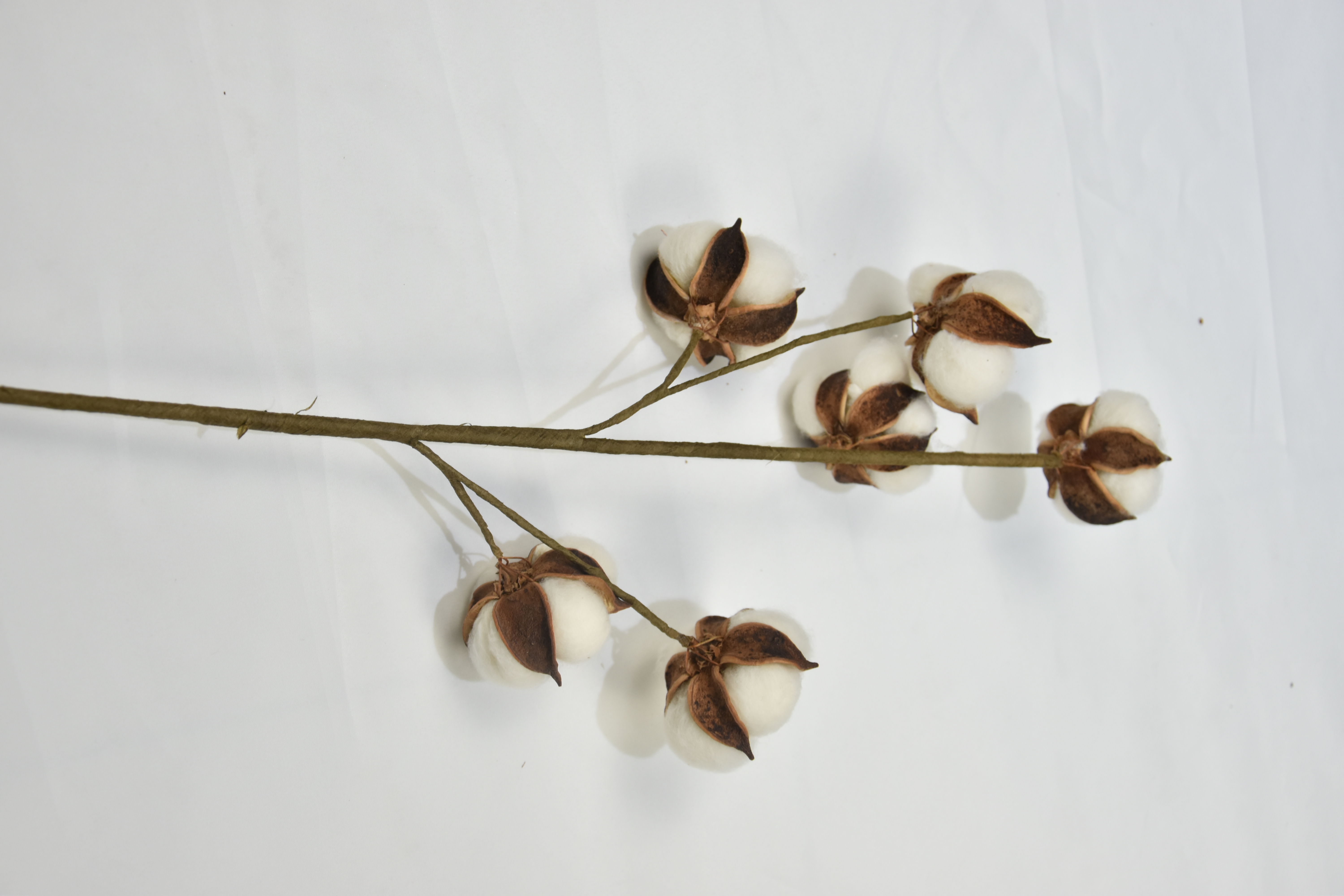 6T-Cotton