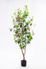 155cm Ficus with Flowers