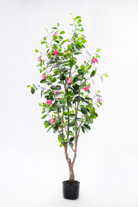 155cm Ficus with Flowers