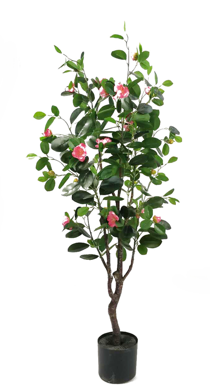 120cm Ficus with Flowers