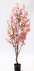 140cm Blossom