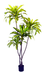 NEW 185cm Dracaena Fragrans